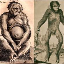 Primates, ayer y hoy. Del origen de nuestro orden a tópicos contemporáneos de la primatología antropológica. Segunda edición