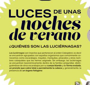 ¿Quiénes son las luciérnagas?