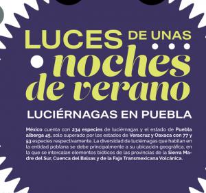 Luciérnagas en Puebla - Paola Velasco Santos